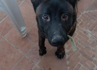 malinois a vendre 