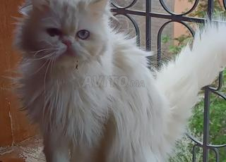 Chat persan chinchilla pur âgé de 1,6 ans