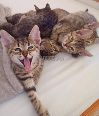 5 CHATONS cherchent 1 Gentille Famille