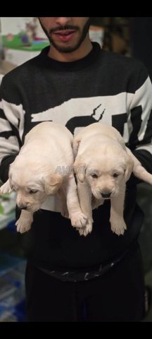 labrador chiot