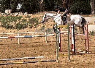 Cheval d'Equitation Saut d'Obstacles