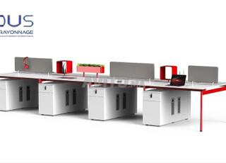 les marguerites de qualité supérieur en promotion 