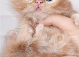 chaton persan femelle 