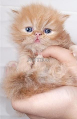 chaton persan femelle 