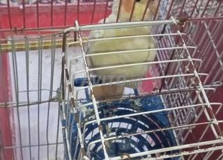 oiseau Cockatiel 