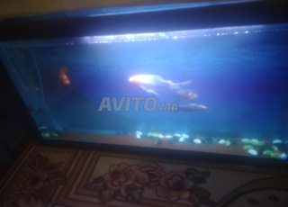 كواريوم مجهز