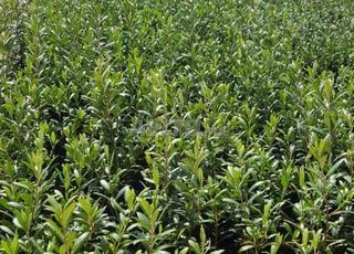 بيع شتائل الزيتون الاربكوينا 