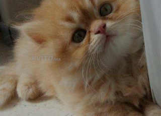 chaton persan 2mois
