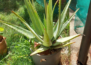 aleo vera différentes tailles