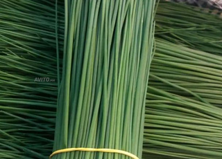 Herbes aromatiques en gros 