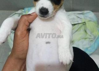chiot jack russell