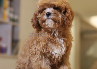 Chiot cavapoo 