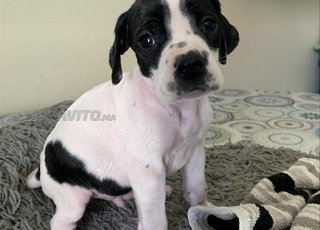 Chien de chasse pointer