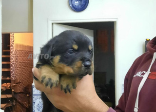 Chiot rottweiler 