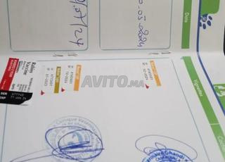 Bichon maltais nain  femelle 1 ans 