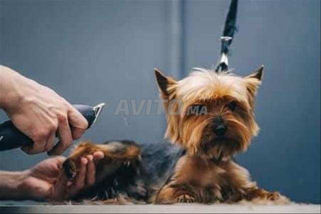 toilettage complet pour vos animaux 