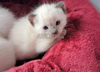 شارع شفشاون