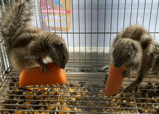 écureuils  et tous type de rongeurs 