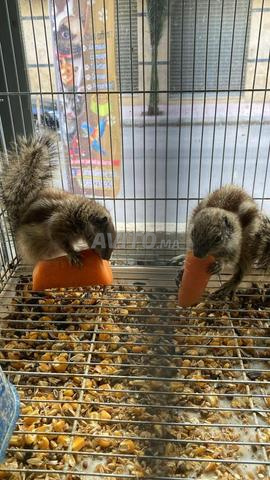 écureuils  et tous type de rongeurs 