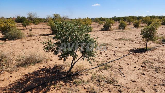 Bio, 1400 oliviers, 6 hectares