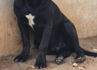 Cane corso