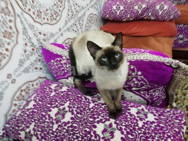 بيع قطه كوبي اسم mimy جديون فقط الله يخليكم