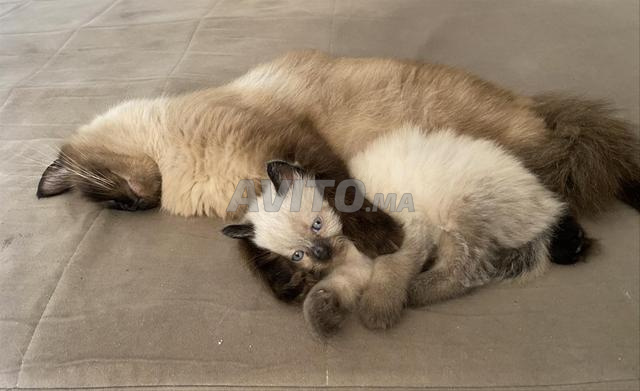 Siamois Himalayen  - 2