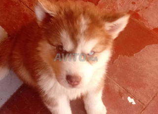 mâles huysky race pure