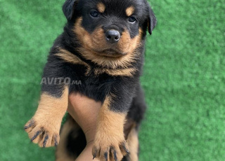 Chiot Rottweiler pédigrée 