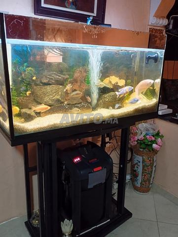 aquarium à vedre à prix très très intéressant 