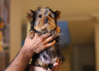 Yorkshire terrier (Toy)  parents 