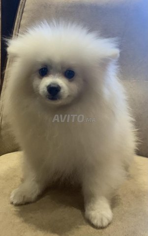 Spitz Pomeranien nain pure race