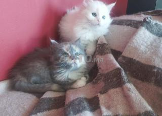 chatons de père mainecoon 