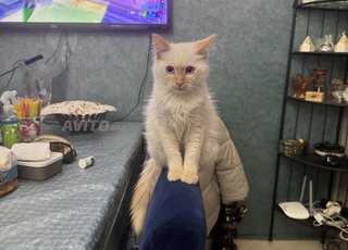 Chat sibérien red point hypoallergenique