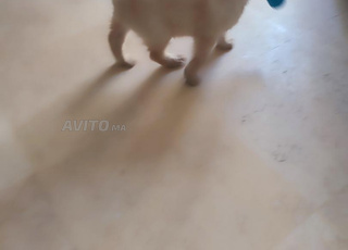 Chiot Golden retreiver