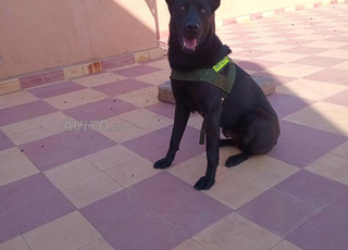 كلب بوليسي اسود كامل