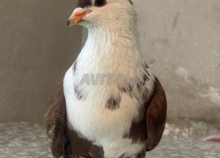 حمامة من سلالة لاهور 