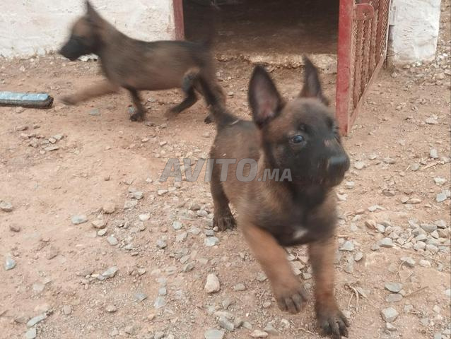 Maalinois Charbonnéee