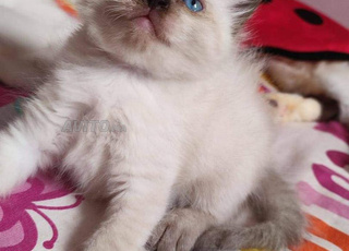 chat siamois et oungoura 