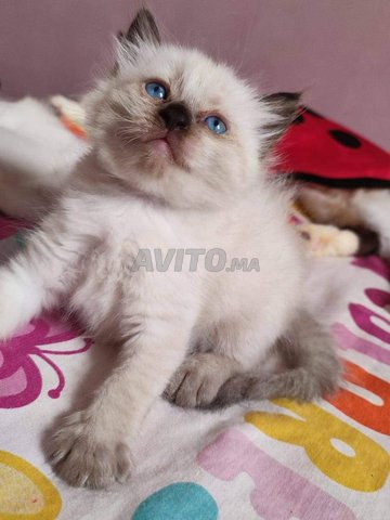 chat siamois et oungoura 