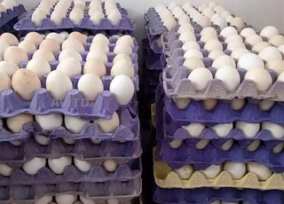 بيض للاستهلاك في سيدي عبد الله غيات