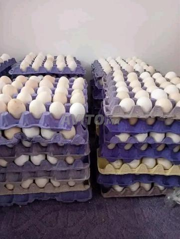 بيض للاستهلاك في سيدي عبد الله غيات