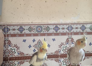 Des couples Calopsite a vendre 