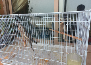 couple calopsite face blanc 6 mois