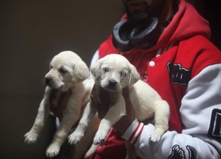 labrador blanc chien