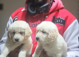 golden retriever chien