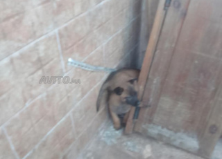 Malinois pedigre chiot