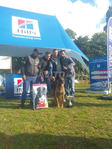 malinois charbonner chien