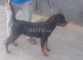 rottweiller pedigre chiot