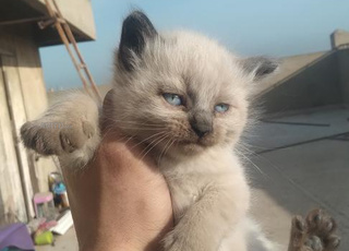 les chats 1 lois et une semaine 